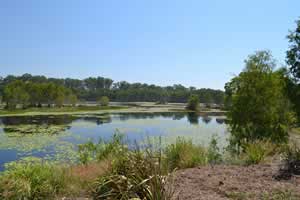 mandingalbay-yidinji-wetlands.jpg