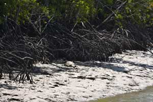 crocodile-native-fauna.jpg